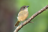 Image. Australian Golden Whistler