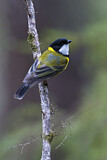Image. Australian Golden Whistler