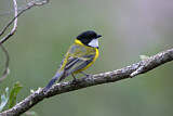 Image. Australian Golden Whistler