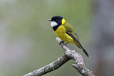 Image. Australian Golden Whistler
