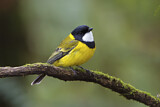 Image. Australian Golden Whistler