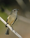 Image. Australian Golden Whistler