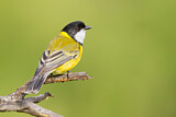 Image. Australian Golden Whistler