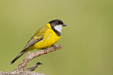 Image. Australian Golden Whistler