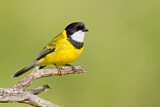 Image. Australian Golden Whistler
