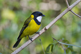 Image. Australian Golden Whistler