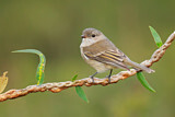 Image. Australian Golden Whistler