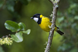 Image. Australian Golden Whistler