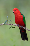 Image. Australian King Parrot