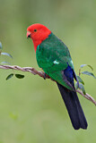 Image. Australian King Parrot