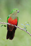 Image. Australian King Parrot
