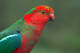 Image. Australian King Parrot