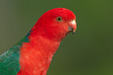 Image. Australian King Parrot