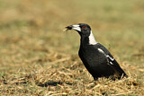 Image. Australian Magpie
