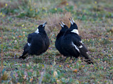 Image. Australian Magpie