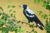 Image. Australian Magpie
