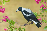 Image. Australian Magpie