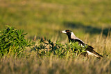 Image. Australian Magpie