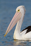Image. Australian Pelican
