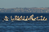 Image. Australian Pelican