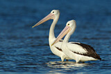 Image. Australian Pelican