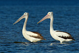Image. Australian Pelican