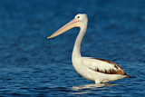 Image. Australian Pelican