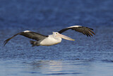 Image. Australian Pelican