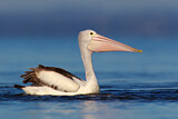 Image. Australian Pelican