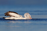 Image. Australian Pelican