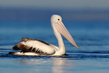 Image. Australian Pelican