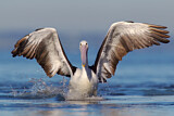 Image. Australian Pelican