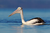 Image. Australian Pelican