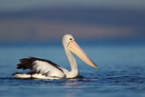 Image. Australian Pelican