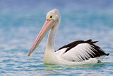Image. Australian Pelican