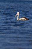 Image. Australian Pelican