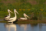 Image. Australian Pelican