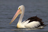 Image. Australian Pelican