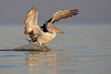 Image. Australian Pelican