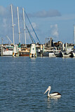 Image. Australian Pelican