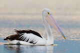 Image. Australian Pelican
