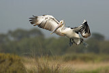 Image. Australian Pelican