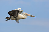 Image. Australian Pelican