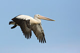 Image. Australian Pelican