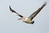 Image. Australian Pelican