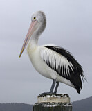 Image. Australian Pelican
