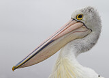 Image. Australian Pelican