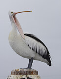Image. Australian Pelican