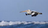 Image. Australian Pelican
