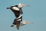 Image. Australian Pelican